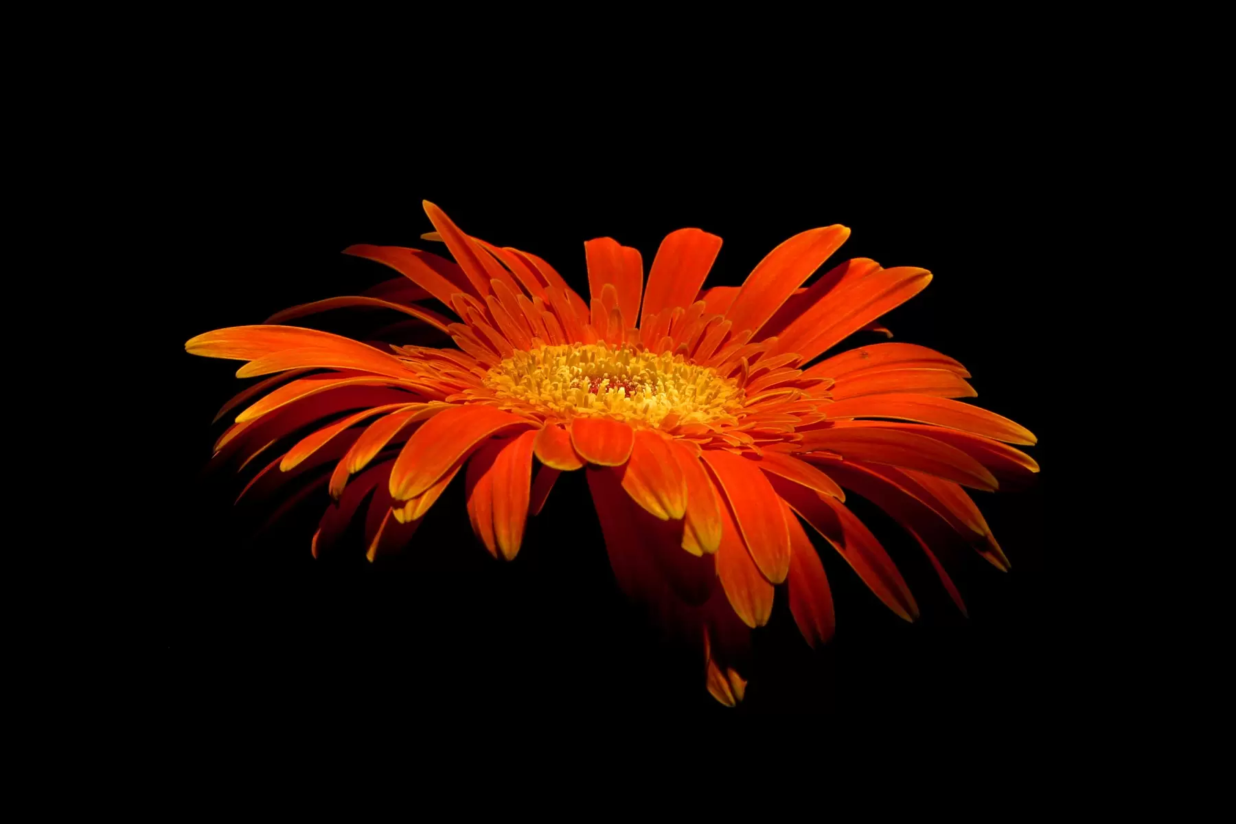 פרח - ניקולאי טטרצ'וק - טבע דומם בצילום תמונות בחלקים  - מק''ט: 126000