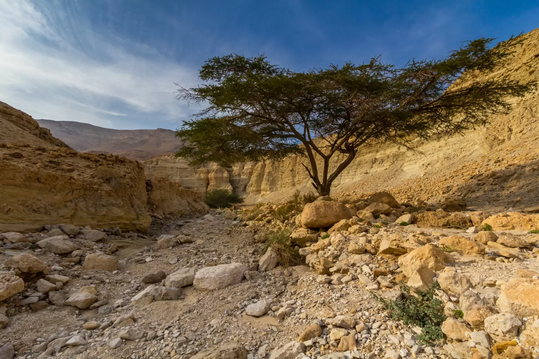 wadi Zohar - ניקולאי טטרצ'וק -  - מק''ט: 252371