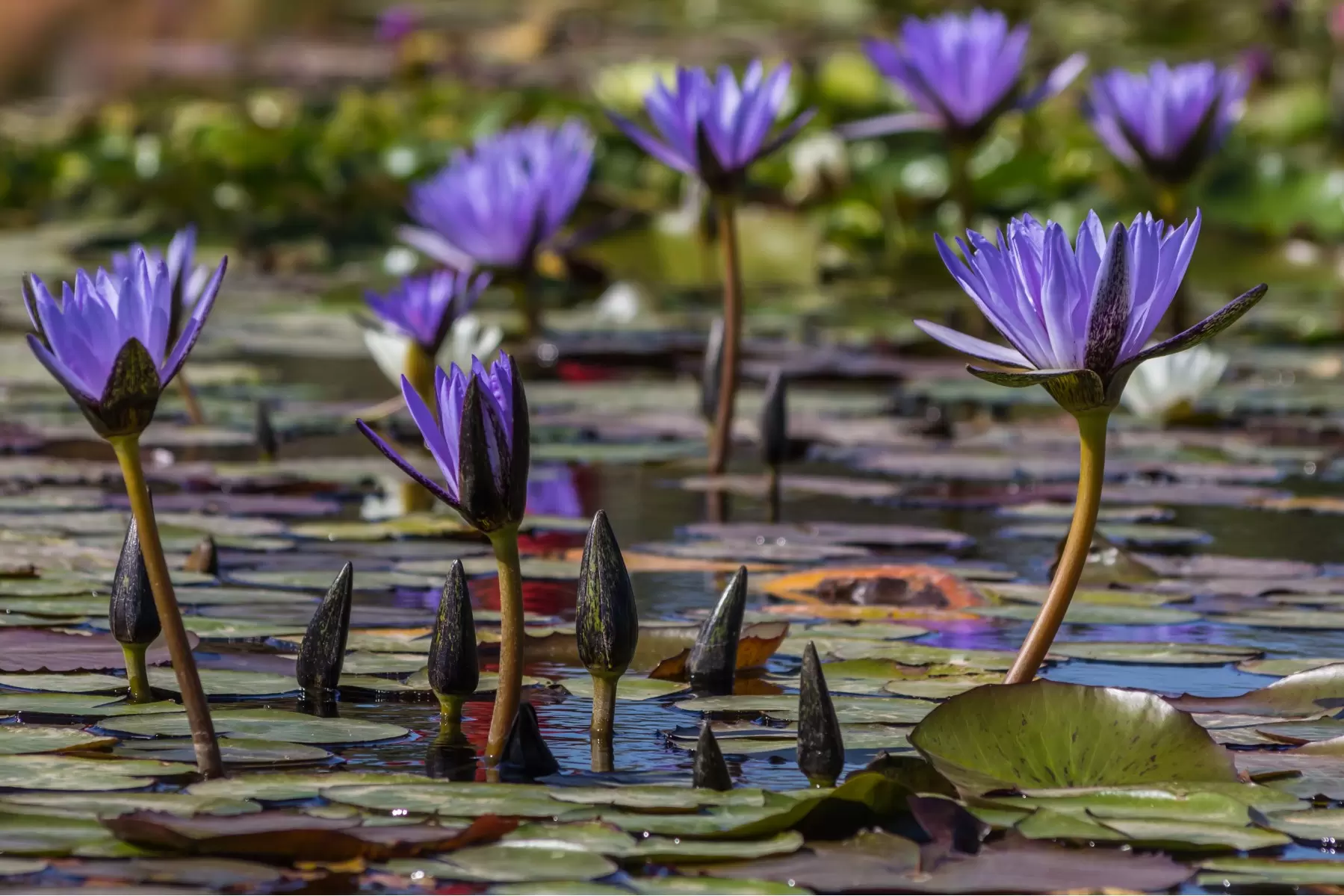 פרחים על מים - ניקולאי טטרצ'וק -  - מק''ט: 274121