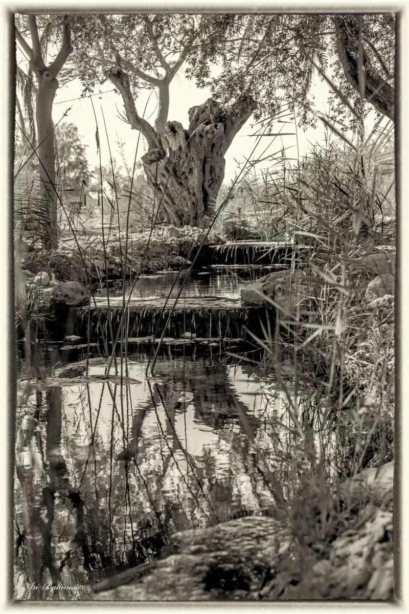 נווה מידבר - ארי בלטינשטר - תמונות שחור לבן  - מק''ט: 277614
