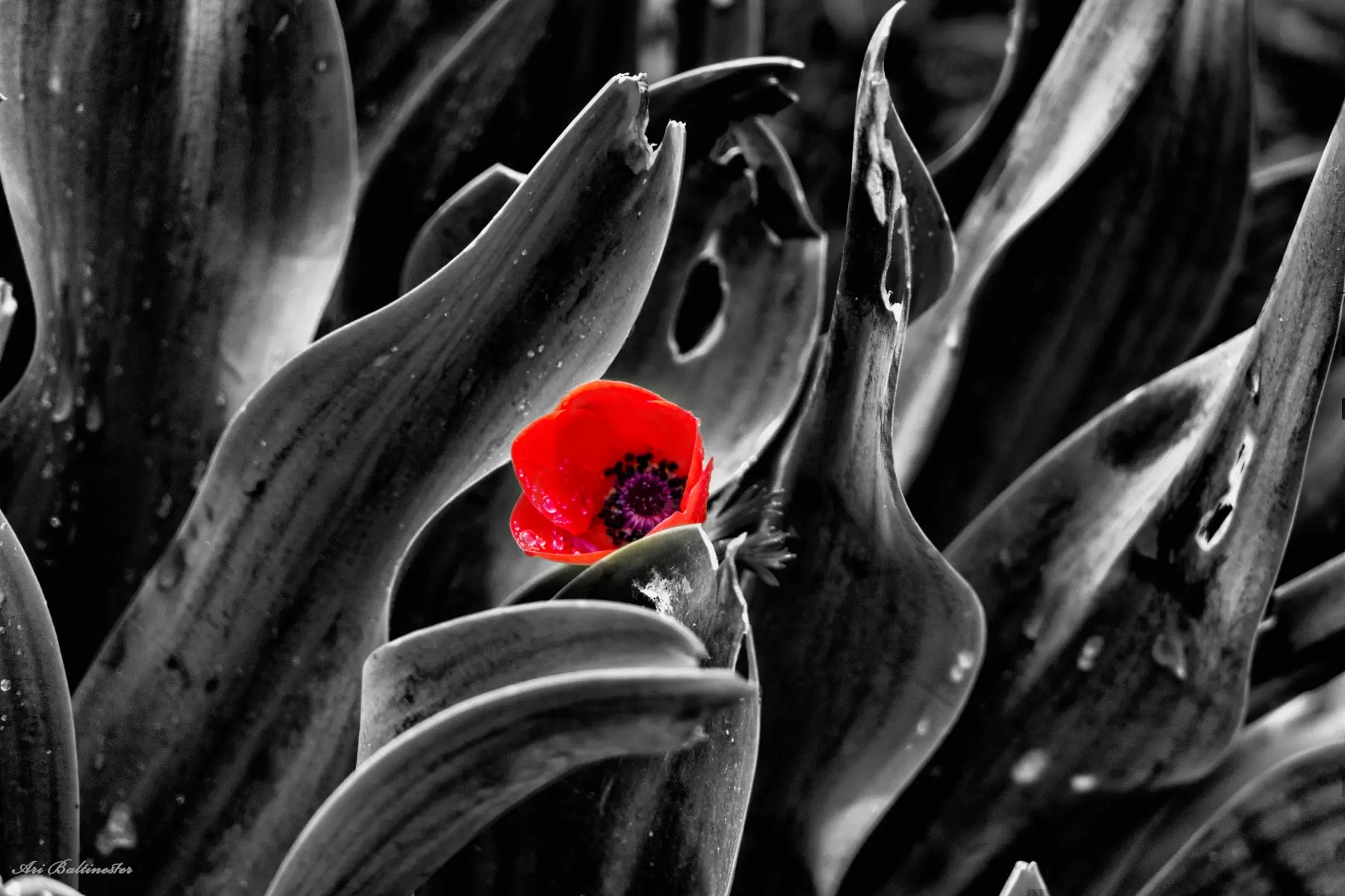 צבע אדום - ארי בלטינשטר - תמונות רומנטיות לחדר שינה תמונות שחור לבן תמונות בחלקים  - מק''ט: 309634