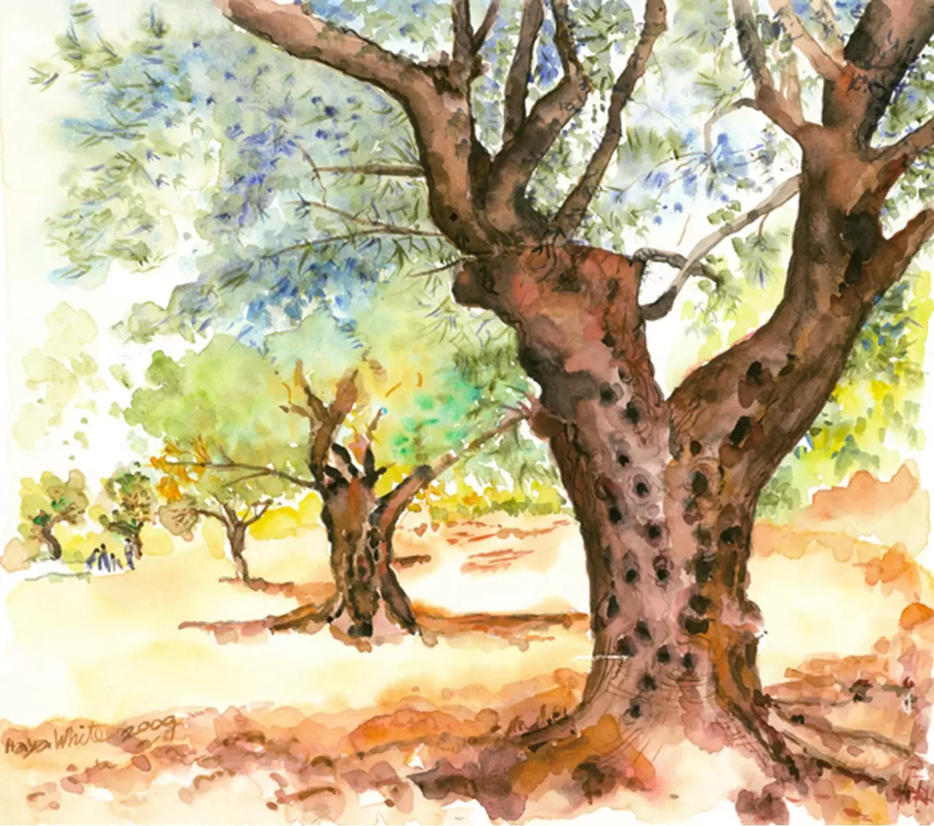  עצי זית - חיה וייט - צבעי מים  - מק''ט: 229903