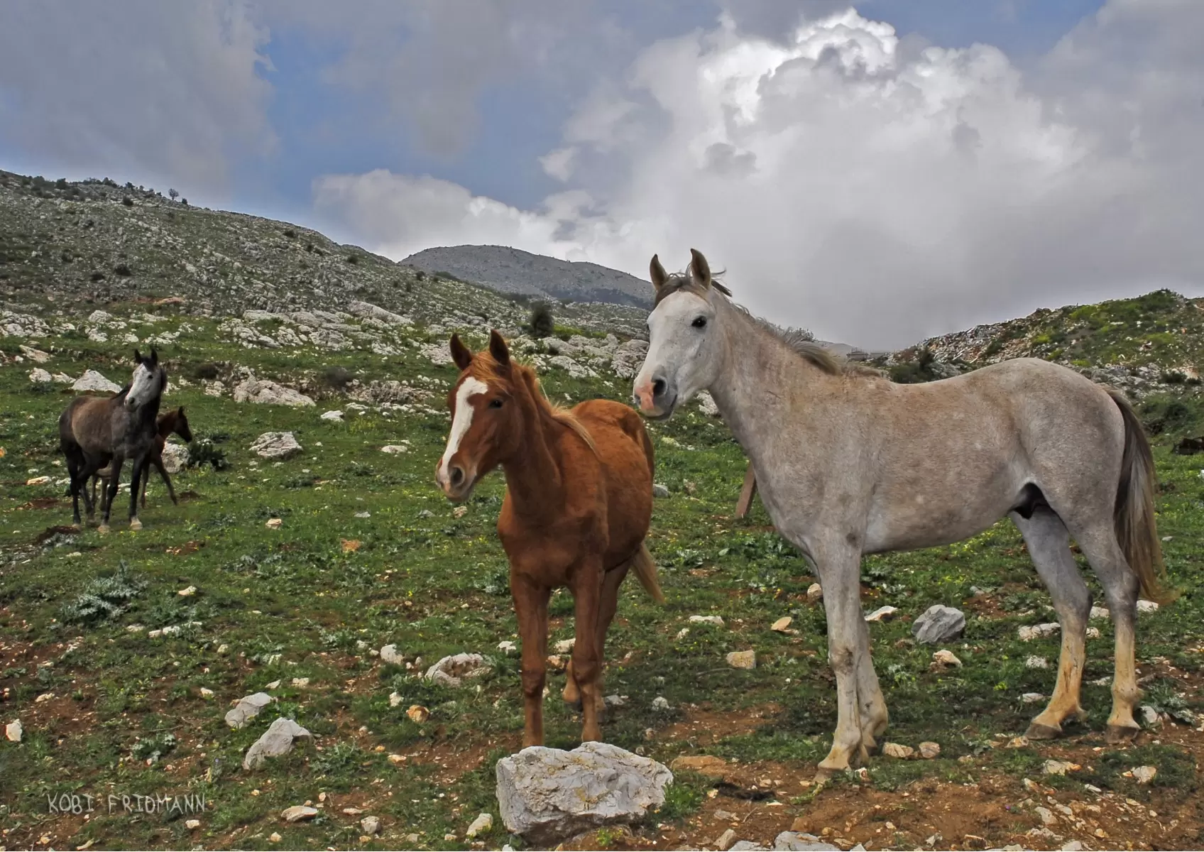 סוסים בהרים - קובי פרידמן -  - מק''ט: 24226