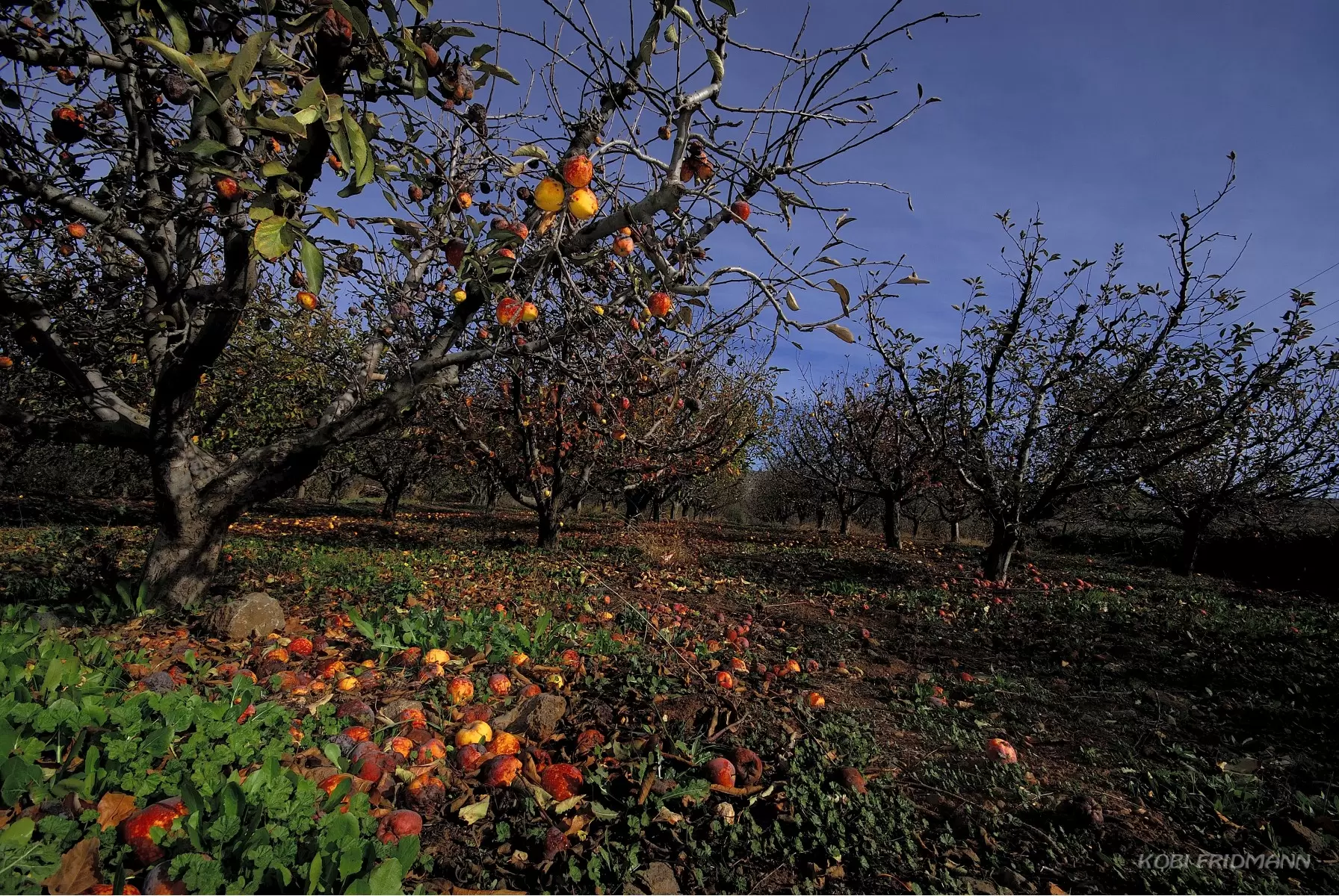 שדה תפוחים - קובי פרידמן -  - מק''ט: 69908