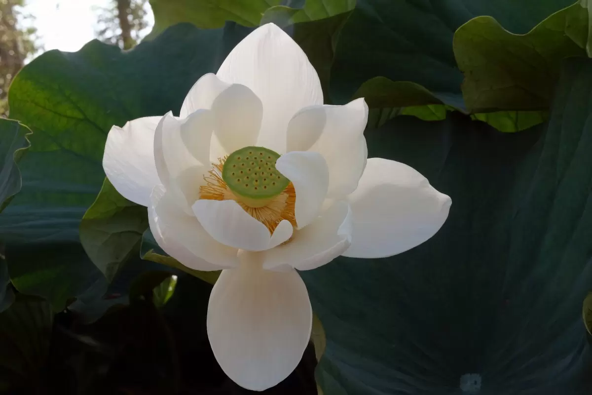 פרח הלוטוס - מיכל פרטיג -  - מק''ט: 196002
