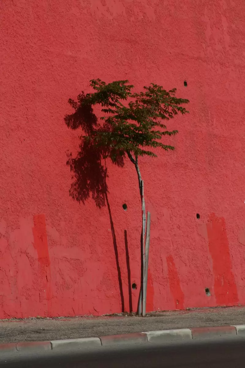 עץ על אדום - מיכל פרטיג -  - מק''ט: 58143