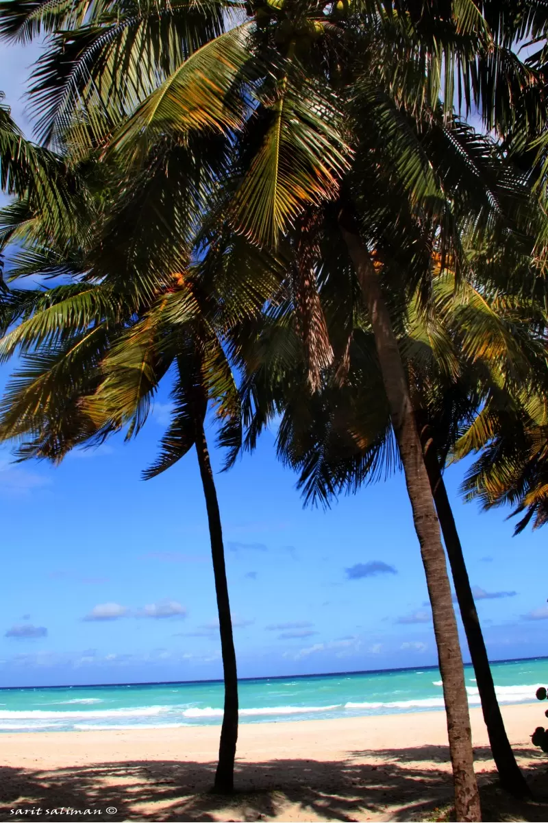 חוף קסום קובה - שרית סלימן -  - מק''ט: 247980