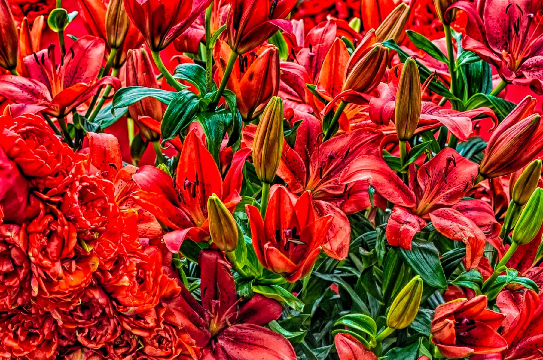 פרחים אדומים בהרכב - טניה קלימנקו -  - מק''ט: 301832