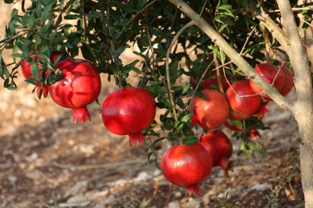 ראש השנה