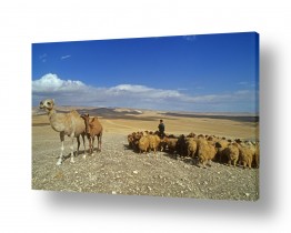 תמונות לפי נושאים אייל | עדר במדבר
