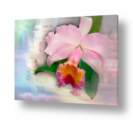 שילובים של צבע אפור אפור וורוד | Orchidea