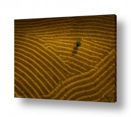 שרון טריבלסקי שרון טריבלסקי - צילומי טבע ונוף - צילום רחפן | עץ בודד בשדה
