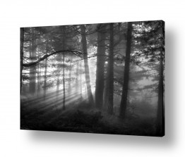 שרון טריבלסקי שרון טריבלסקי - צילומי טבע ונוף - עץ בודד | קרני אור ביער