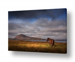 צילומים שרון טריבלסקי | סוס לחוף האגם