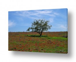 כרמל תדמור כרמל תדמור -  צילומים, תמונות, אמנות, צילום, אומ - עץ | עץ בשדה כלניות